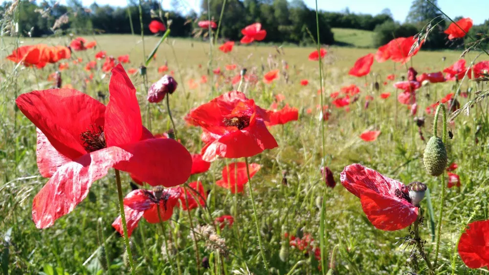 Champs Coquelicots Route de Mont sur Monnet