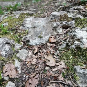 Chemin de la diligence 